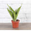 Snake Plant (Sansevieria) Plant in Nursery Pot-65834036