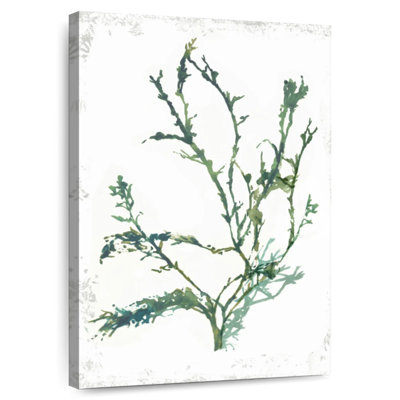 Corail émeraude Brampt II