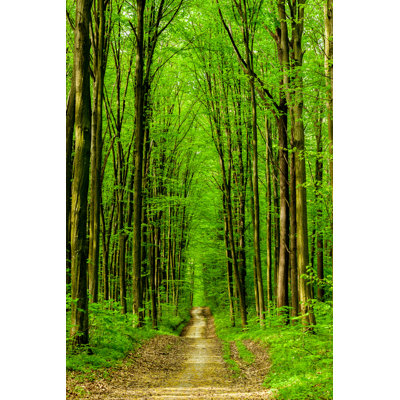 Forest Trees - Wrapped Canvas Print