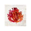 Pomegranate Coral VI Print by Sofia Fox-26940600-26940601