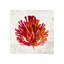 Pomegranate Coral VI Print by Sofia Fox-26940605-26940606