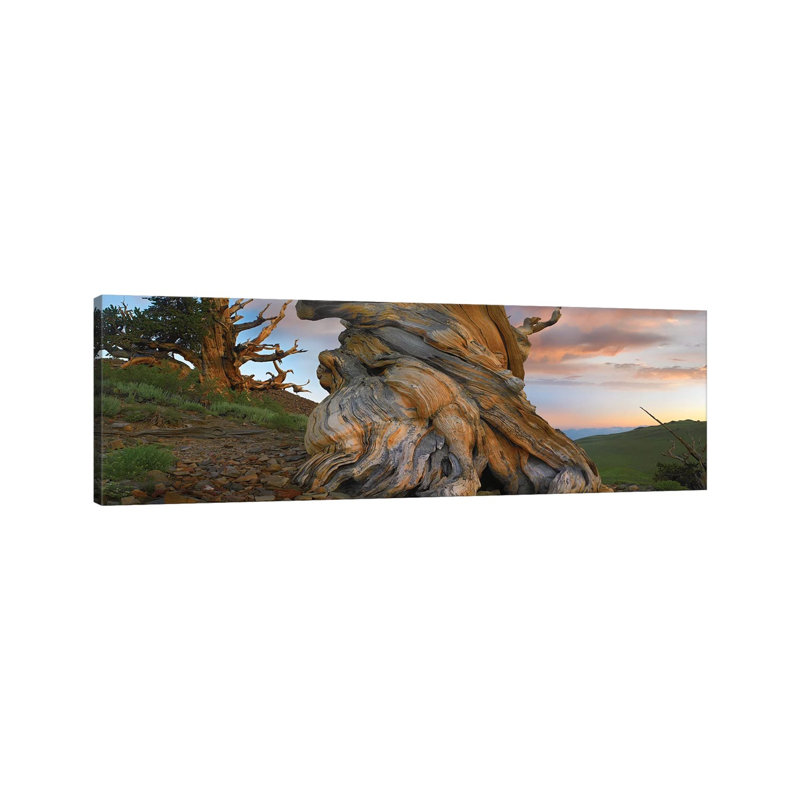 Foxtail Pine Tree, Twisted Trunk Of An Ancient Tree, Sierra Nevada, California I by Tim Fitzharris - Wrapped Canvas Panoramic Print