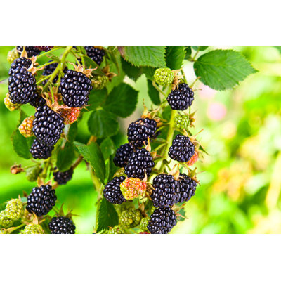" Blackberry "