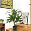 Akmal Faux Plant-1694493990