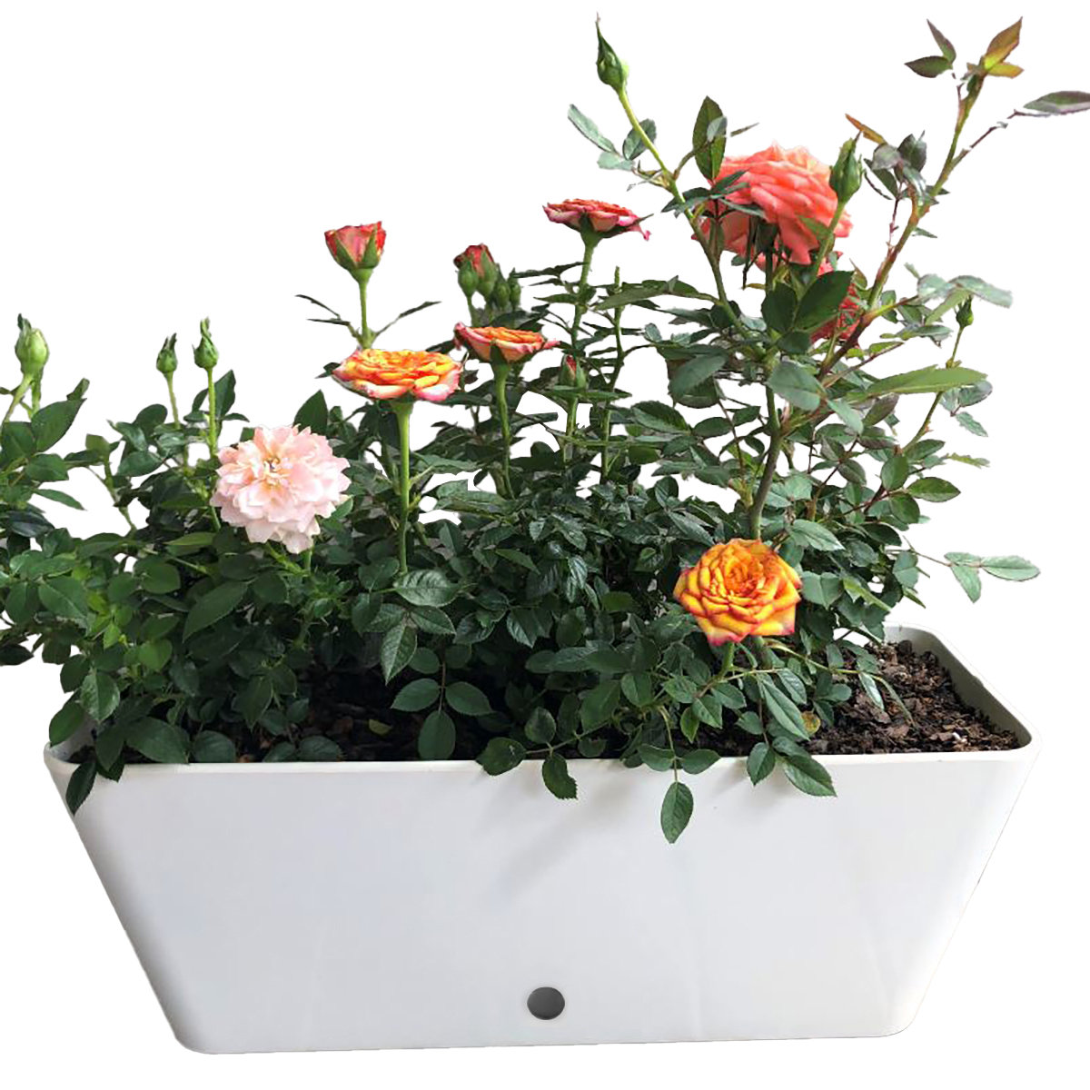 Ebern Designs Bamboo Blooms 16" Self-Watering Bamboo Planter Neculita ...