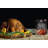 Pit Boss Turkey Brine Kit