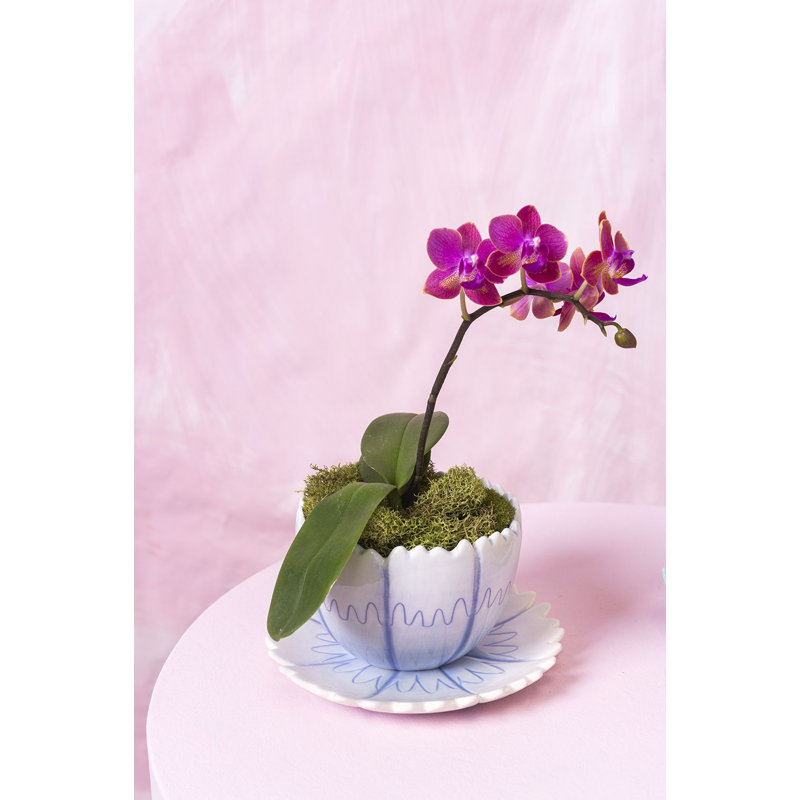Jema Ceramic Pot Planter