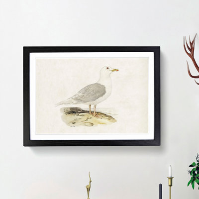 Icelandic Gull by Von Wright - Framed Print