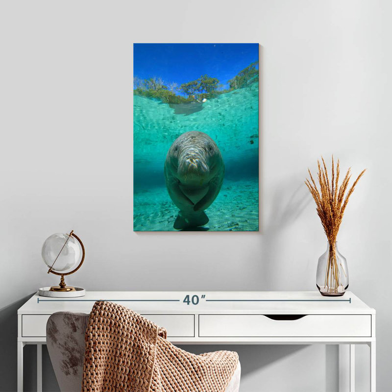Lamantin de Crystal River, H 24 po x l 16 po