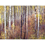 Swan Valley Autumn Portrait #2 Print by Bruce Heinemann