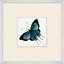 Miniature Butterfly Collection 11 Print