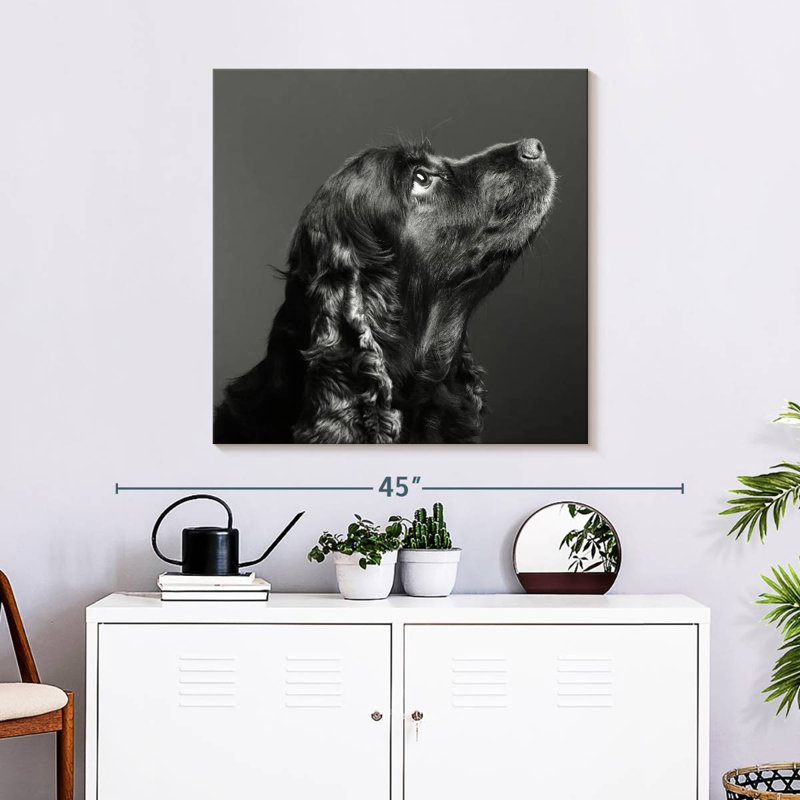 Brampt Shiny Black Dog