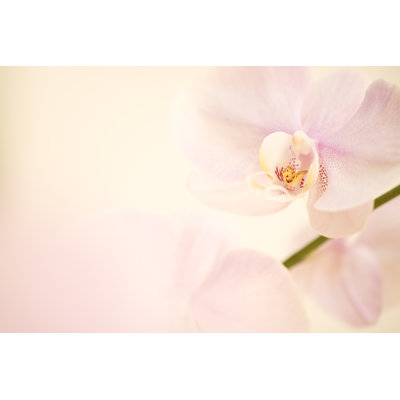 Orchidée sur fond crème et rose - photographie sur toile tendue