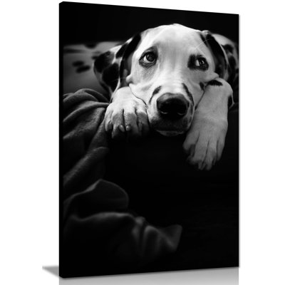 Resting Dalmatian Dog Portrait - Wrapped Canvas Art Prints