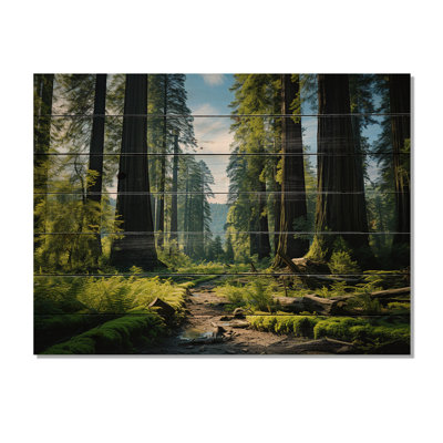 " Redwood Giants Tree Forest II "
