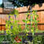 Treillage pour jardin surélevé Rifny
