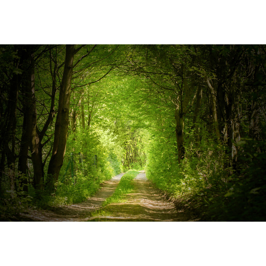 Leinwandbild Magic Forest Path von Nevarpp