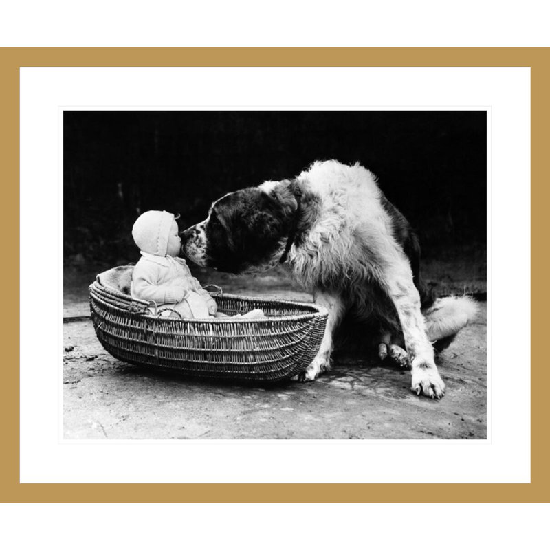 Mignon chien léchant une petite fille (6 à 11 mois) assis dans un panier par Inconnu - Impression Giclée encadrée