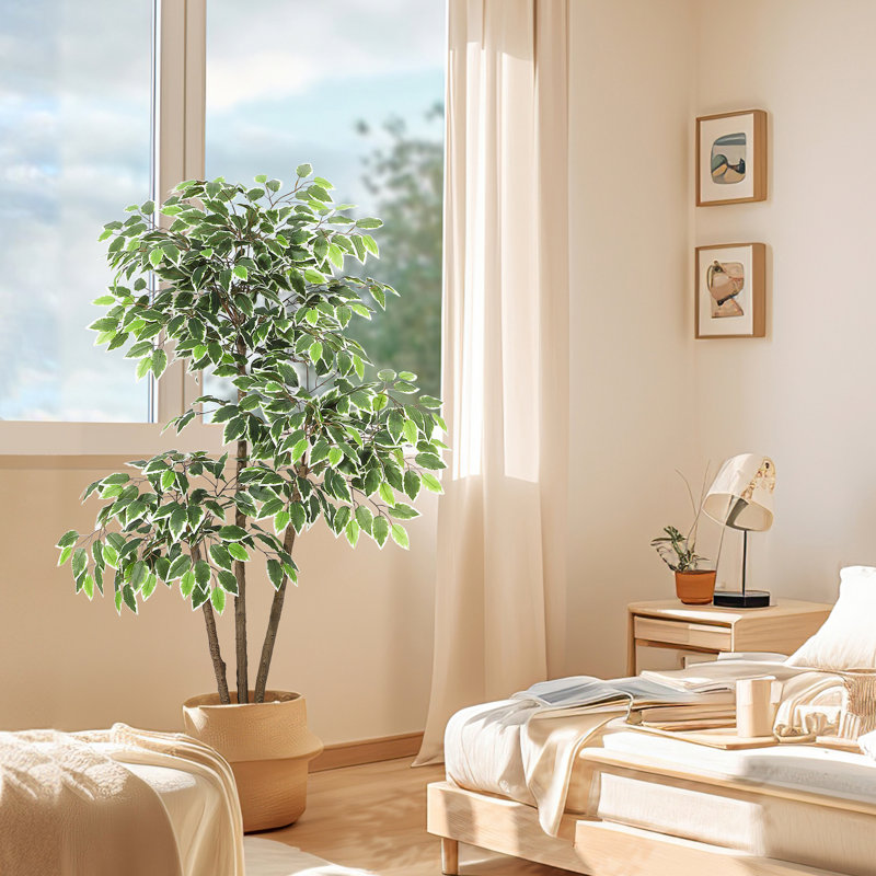 150cm Plant