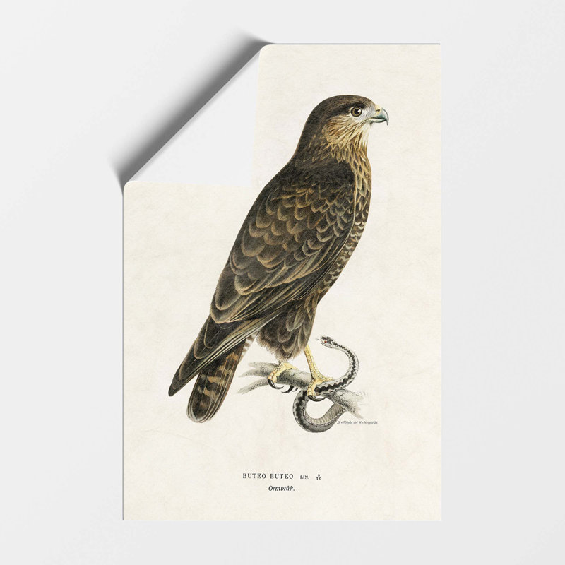 The Common Buzzard - No Frame Print, 84.1 cm H x 59.4 cm W