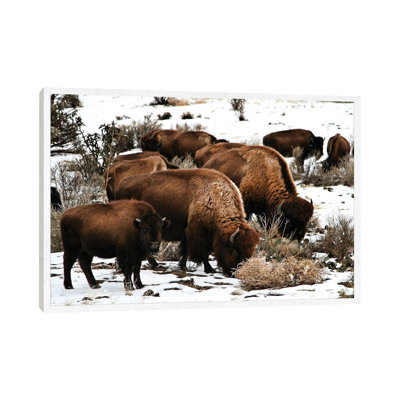 Buffalo - Print on Canvas