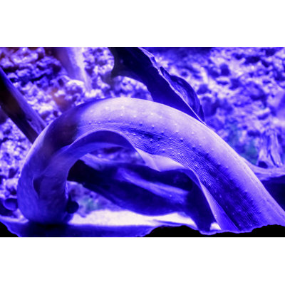 Electric Eel by MagicColors - Wrapped Canvas Print