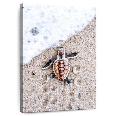 Beachside Baby Turtle