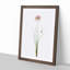 Autumn Onion Flowers by Pierre-Joseph Redoute - Framed Print-55457010-55457012