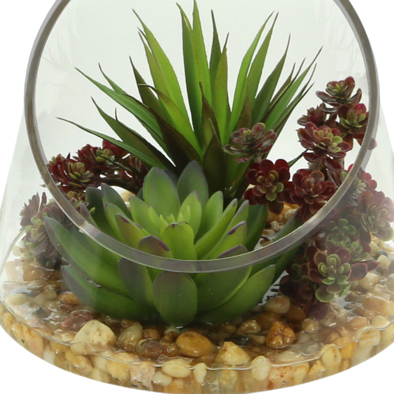 Arrangement de plantes grasses avec Sedum, Marginata et Cactus