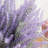 Kassaraba Lavender Arrangement-1198063915