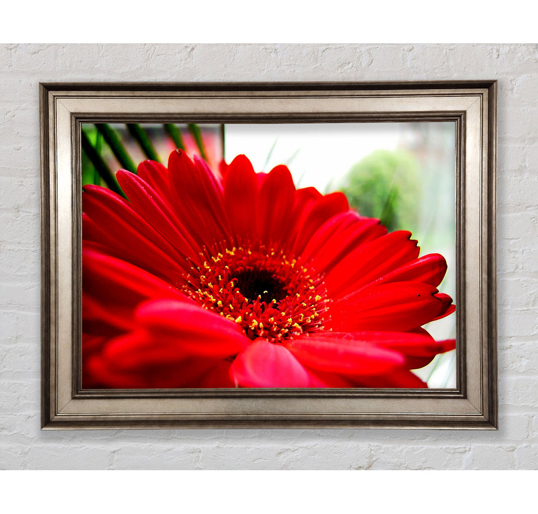 Cerise Gerbera Beauty Gerahmter Druck