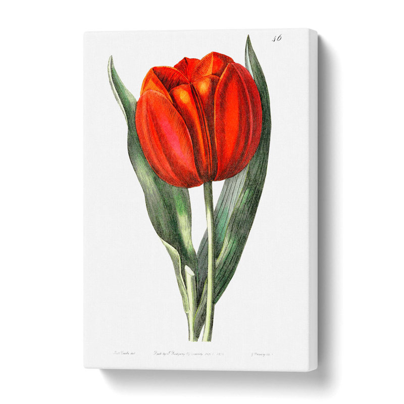 Red Tulip - Wrapped Canvas, 50 cm H x 35 cm W