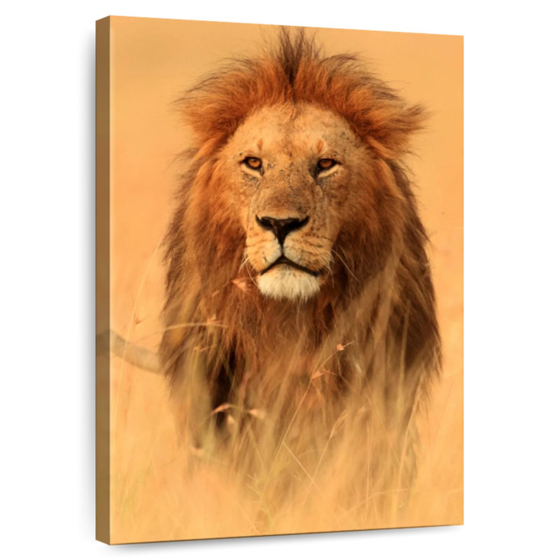 Brampt Watchful Savannah Lion, 30" H x 20" W