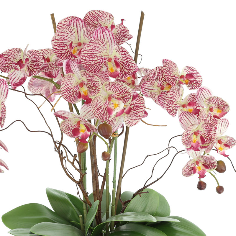Orchids Arranged in Fiberstone Planter, Pink
