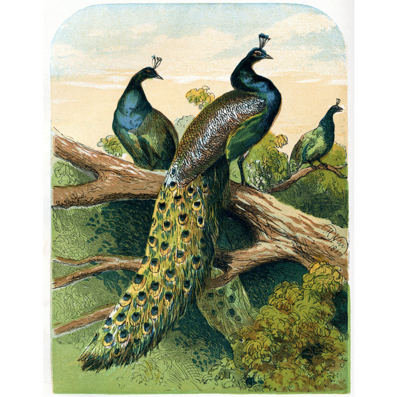 «Peacock Illustration Color» par Rockingstock - impression sur toile tendue, H 18 po x l 12 po