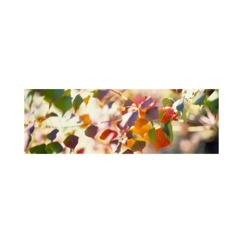 Chinese Tallow Leaves - Wrapped Canvas Panoramic Print, 152.4 cm H x 50.8 cm W x 1.91 cm D