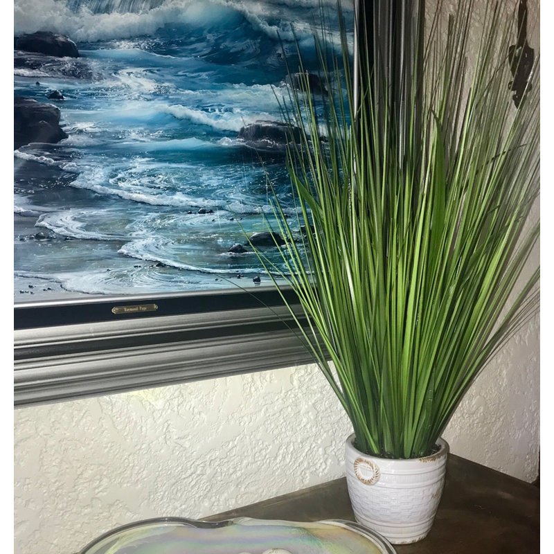 Herbe de feuillage de bureau en pot