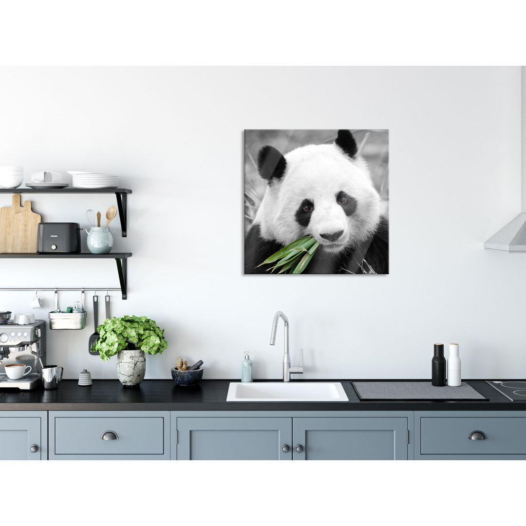 Glasbild Kuscheliger Panda frisst Bambus