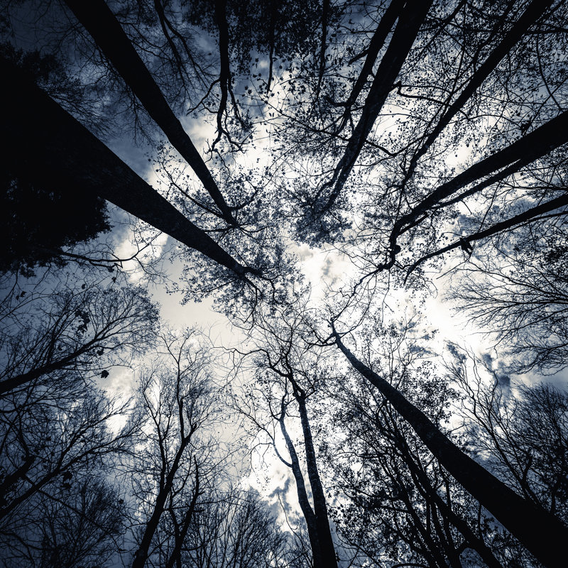 Dark Forest Treetops by MoreISO - No Frame Print on Canvas, 51cm H x 51cm W