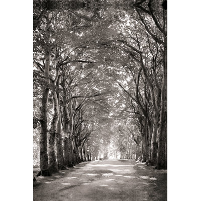 Black And White Path Of Trees - Wrapped Canvas Print