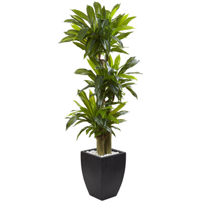 66'' Faux Tree in Ceramic Planter