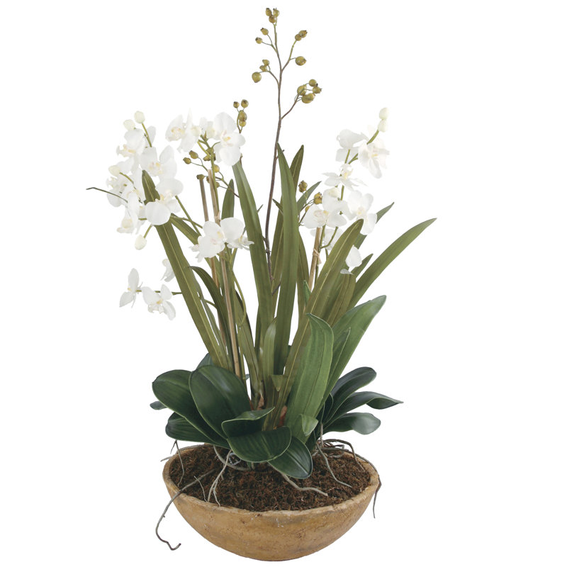 Contemporary Brown and White Moth Orchid 33.5" Planter