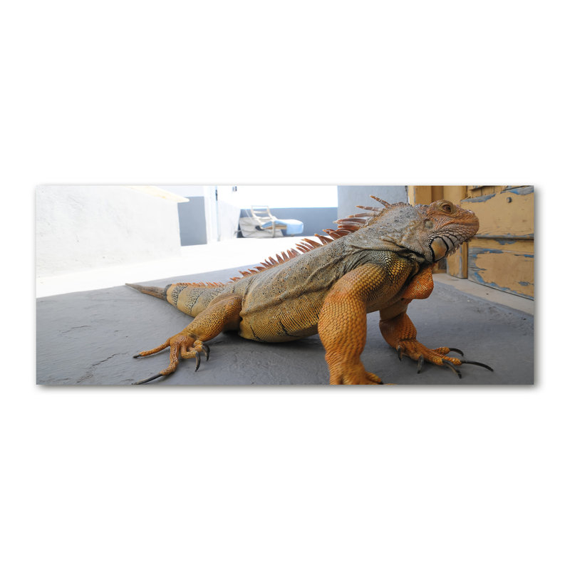 Iguana - No Frame Print on Canvas