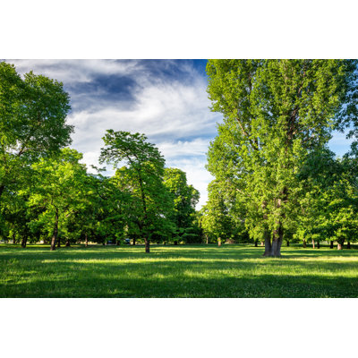 Green Park With Lawn And Trees In A City by Daliu - Wrapped Canvas Print