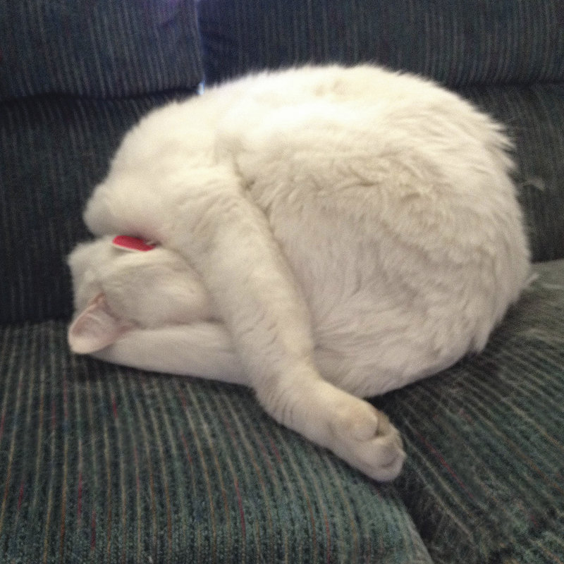 " Cat Yoga I " by R. NOB, 20" H x 20" W