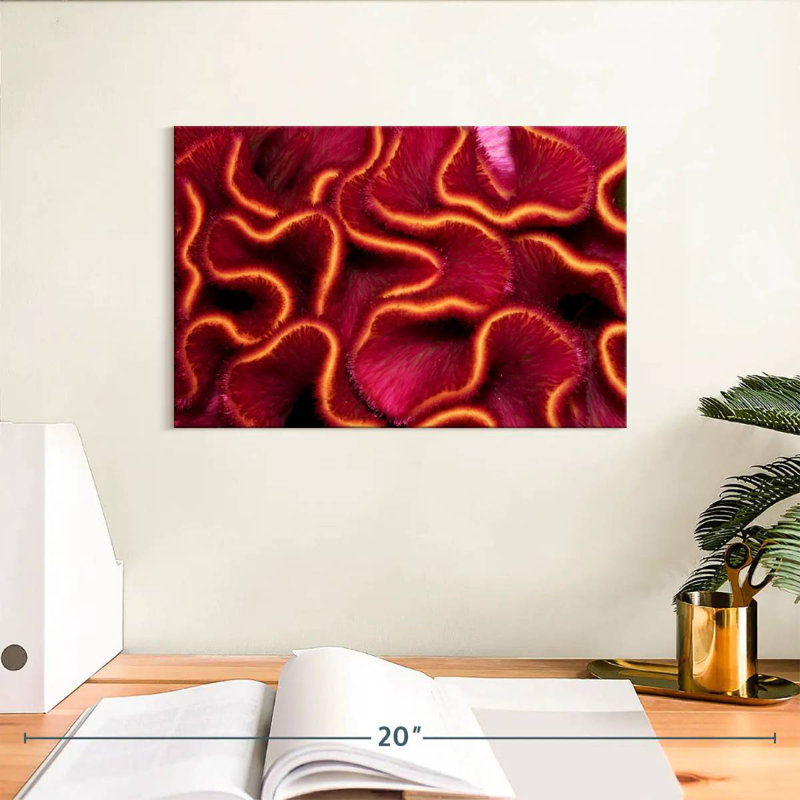 Corail rouge Brampt, H 8 po x l 12 po