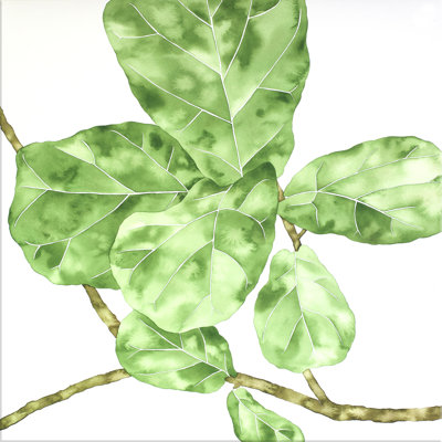 Ficus Lyrata 2 Print