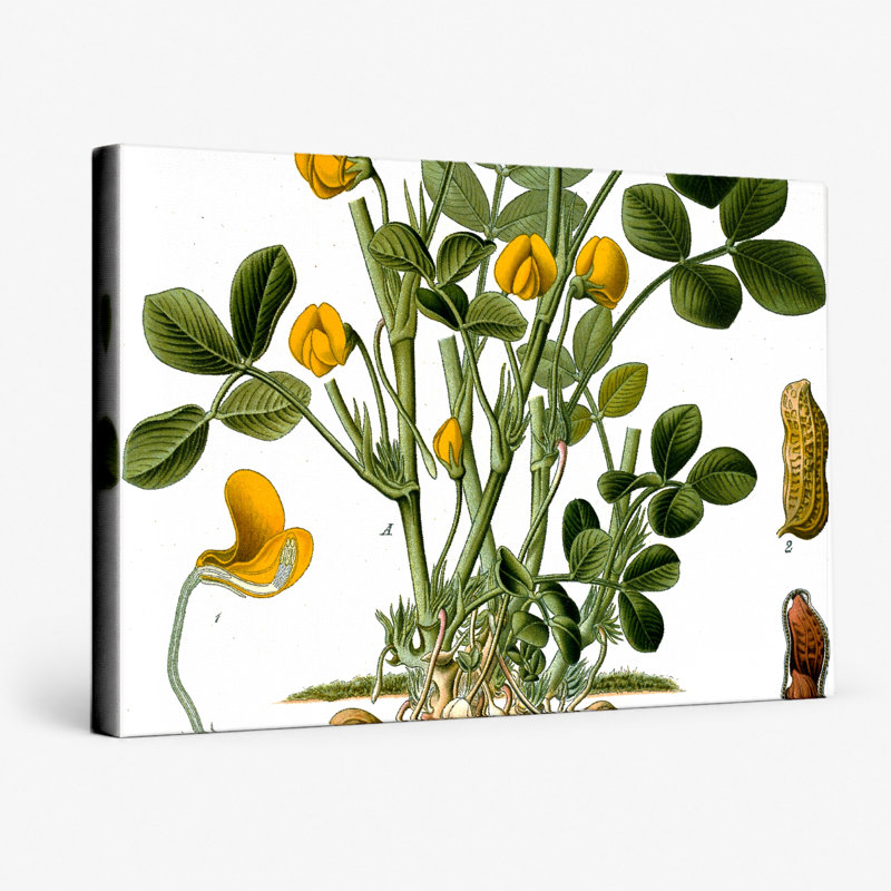 Arachis hypogaea (plante aux arachides) - Plantes, plantes 163, art mural sur toile, 14" W x 11" H