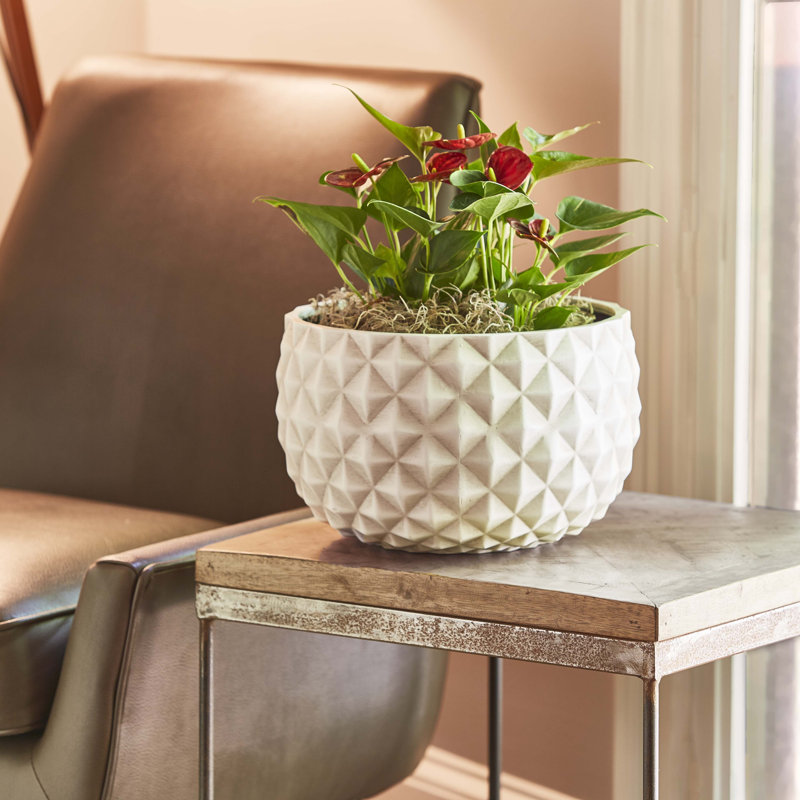 12" Low Pineapple Planter, 2-pack