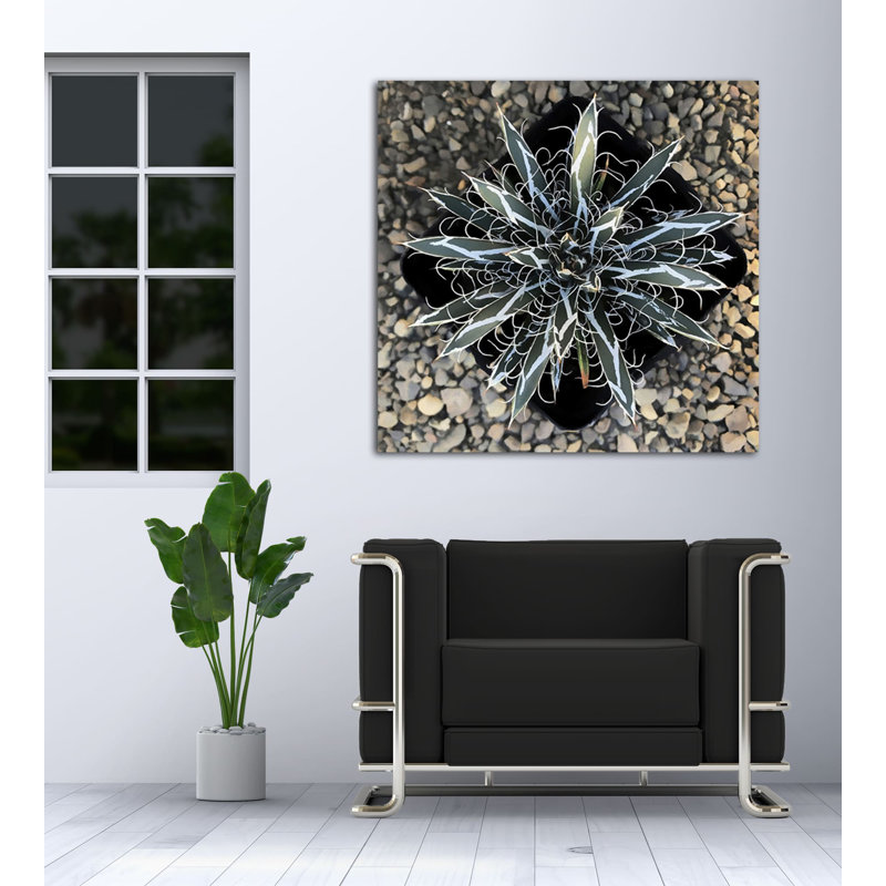 Agave Montana - reproduction sur toile tendue, H 8 po x l 8 po x P 1,5 po